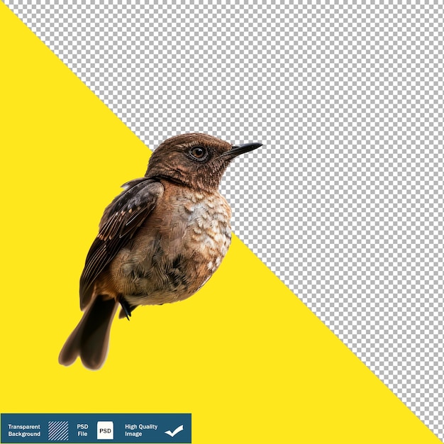 PSD isolated bird on white background transparent png psd