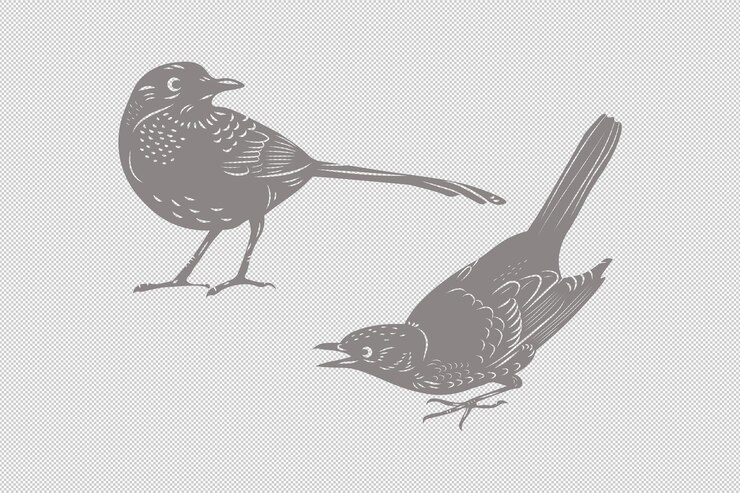 PSD isolated birds vector elements for collage