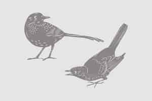 PSD コラージュのための孤立した鳥のベクトル要素