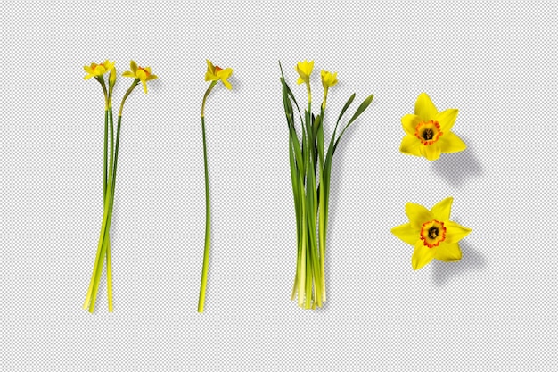 Isolated bouquets and narcissus buds 3d flowers