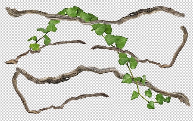 isolated branch and green leaves in spring