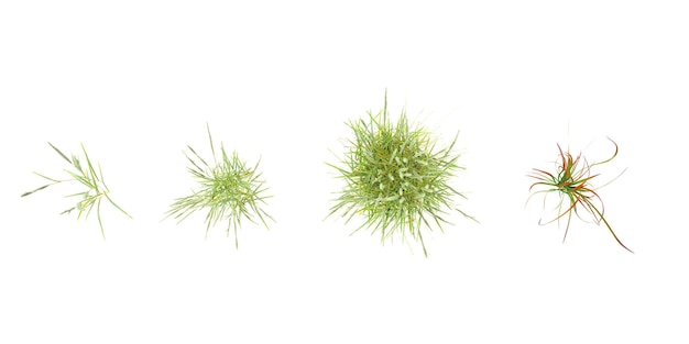 孤立した中国の銀の草上から見た白い背景の装飾的な草の茂み