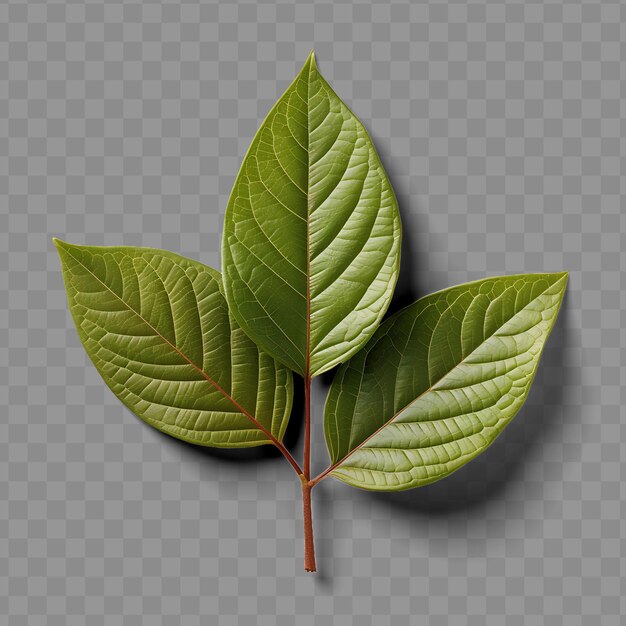 Isolated of cinnamon leaf a fragrant and leathery leaf with ph png psd decoration leaf transparent