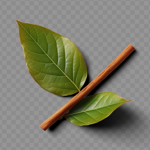 PSD isolated of cinnamon leaf a fragrant and leathery leaf with ph png psd decoration leaf transparent