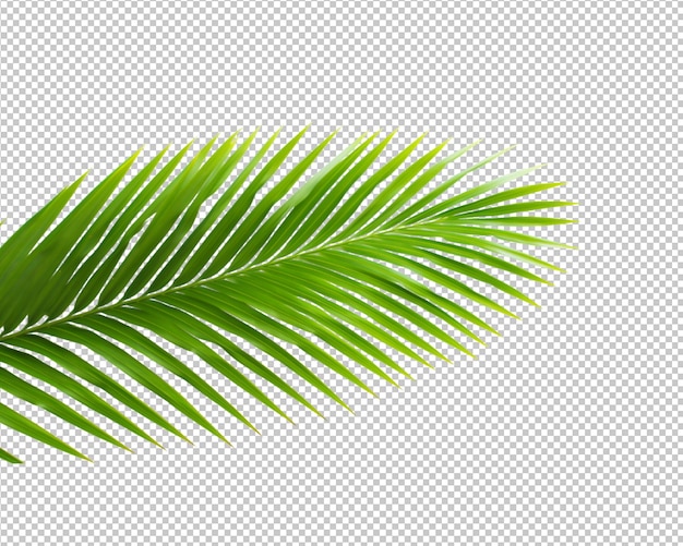 Isolated coconut palm leaves decorate on a transparent background