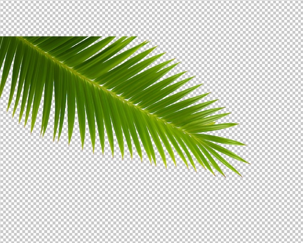 PSD isolated coconut palm leaves decorate on a transparent background