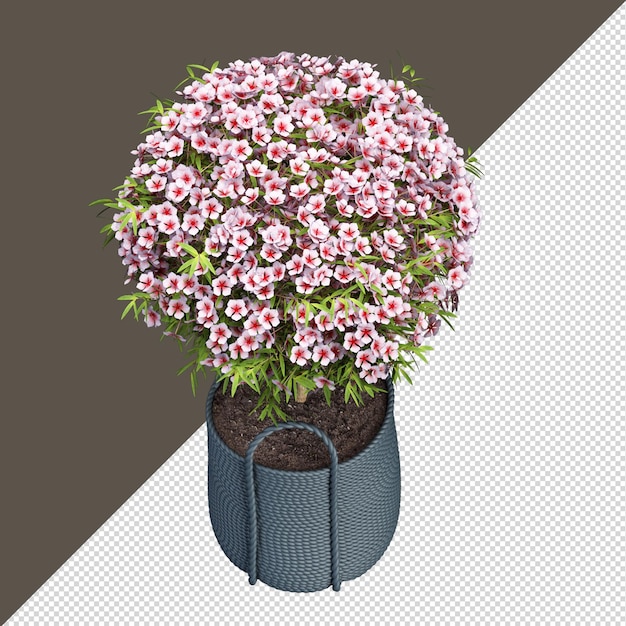 Isolated color flower in vase in 3d rendering