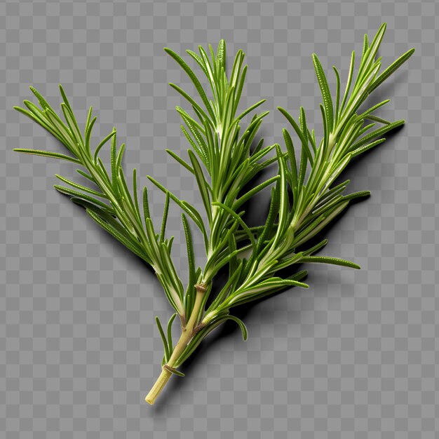 Isolated of delicate rosemary herb showcasing its slender ne ph png psd decoration leaf transparent