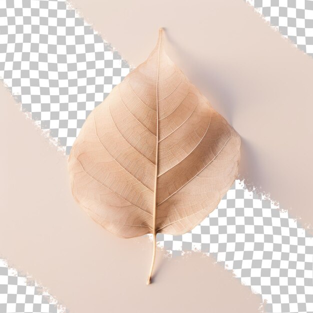 Isolated dried leaf on transparent background