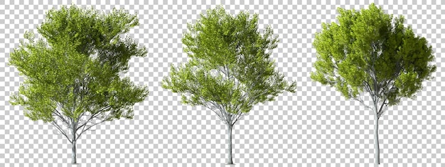 PSD isolated environmental woods trees collections cutout 3d render psd