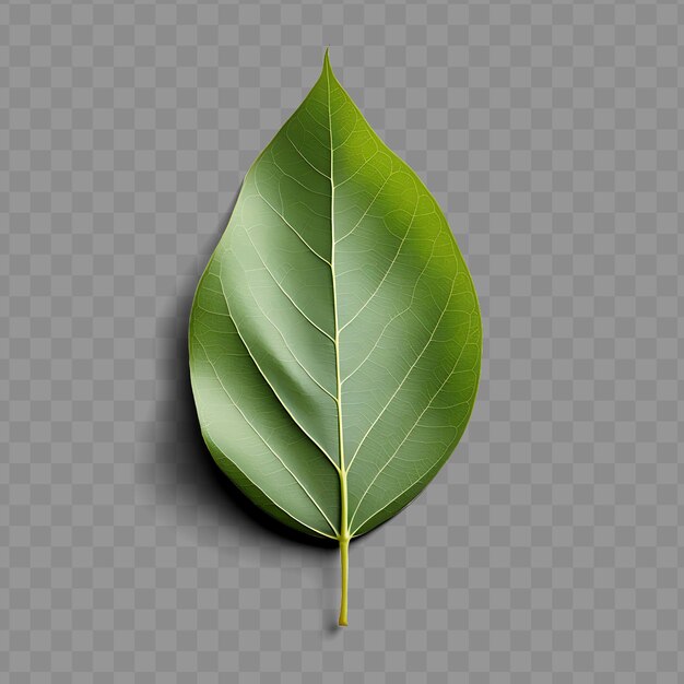 PSD isolated of a eucalyptus leaf known for its soothing aroma a ph png psd decoration leaf transparent