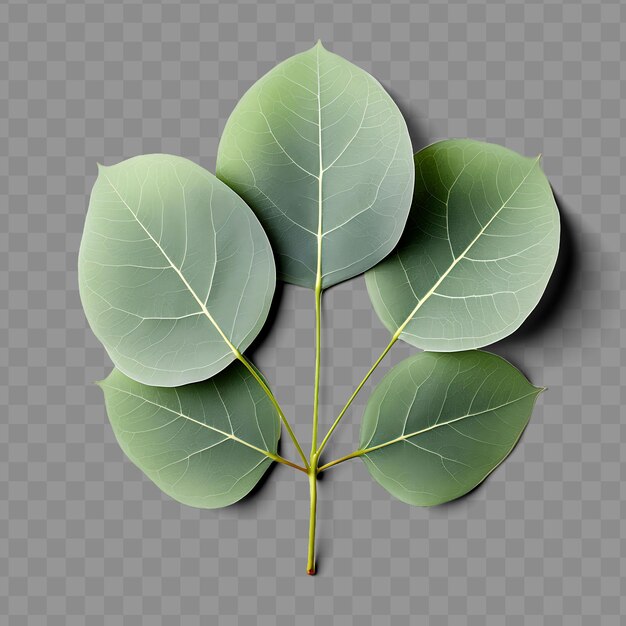 PSD isolated of a eucalyptus leaf known for its soothing aroma a ph png psd decoration leaf transparent