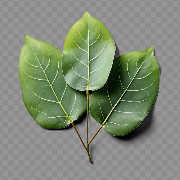 PSD isolated of eucalyptus leaves known for their therapeutic pr ph png psd decoration leaf transparent