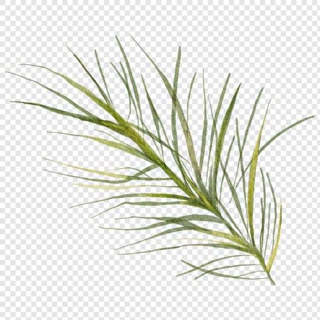 PSD isolated evergreen tree leaves sprig twigs pine fir tree