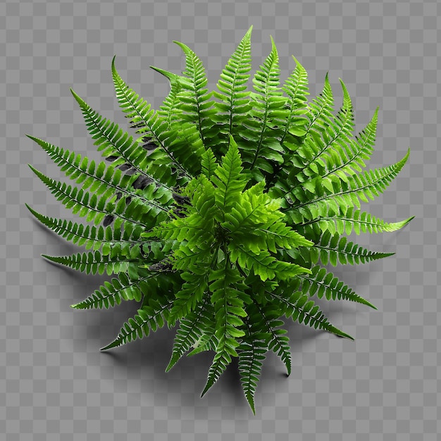 PSD isolated of fern frond showcasing its intricate patterns and ph png psd decoration leaf transparent