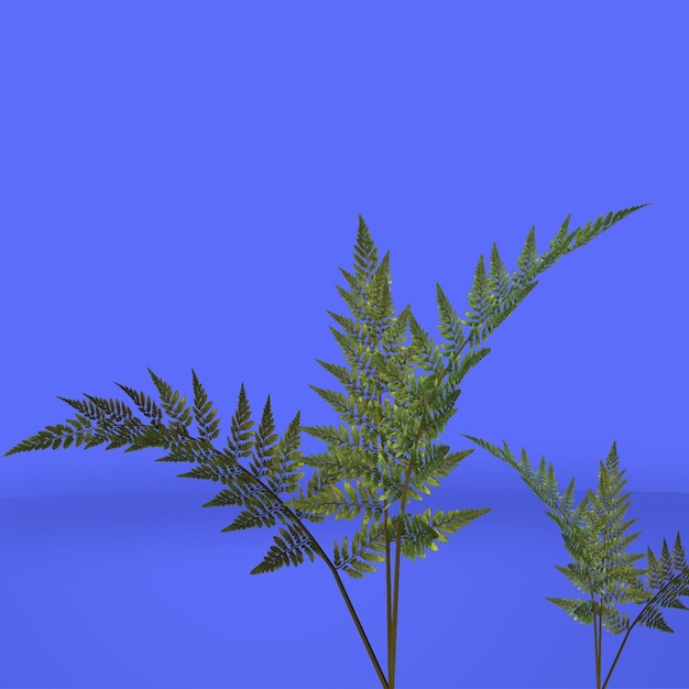 PSD isolated fern