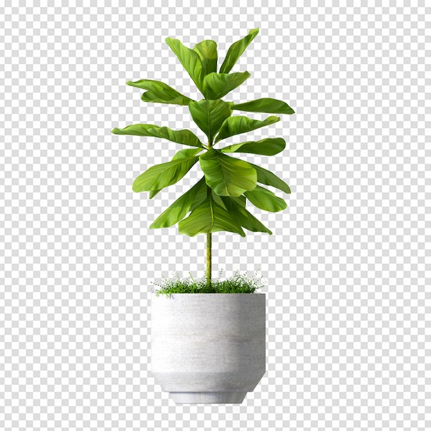 Isolated ficus plant in 3d rendering