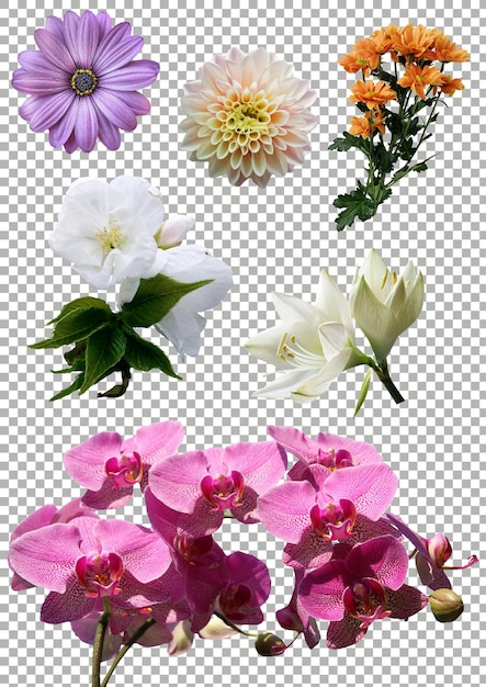透明な背景に孤立した花のパック
