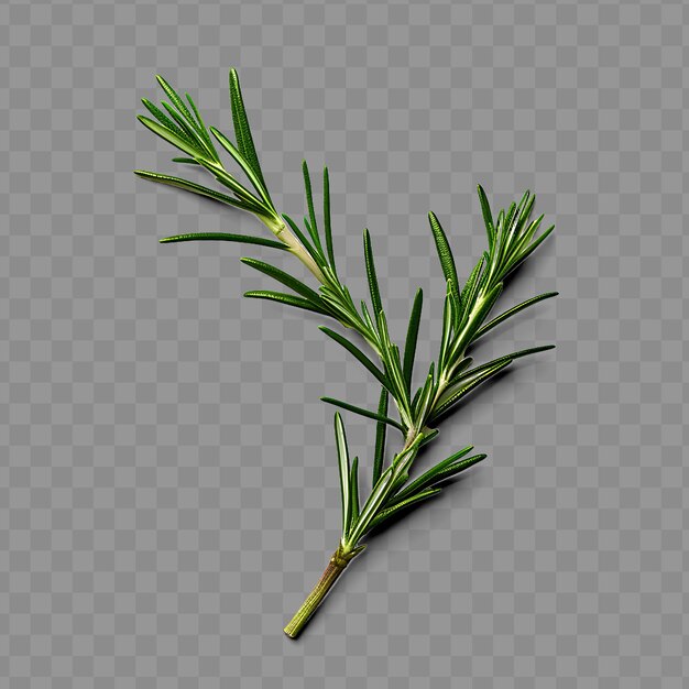 Isolated of a fragrant rosemary sprig showcasing its slender ph png psd decoration leaf transparent