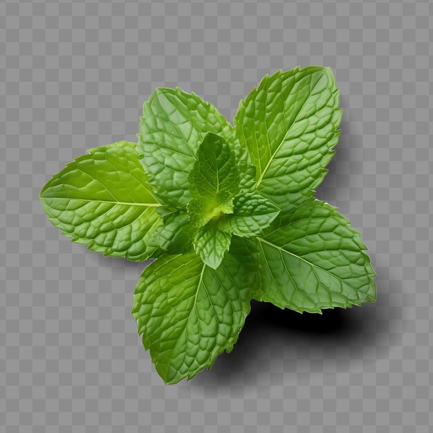 PSD isolated of fresh mint leaf highlighting its refreshing gree ph png psd decoration leaf transparent