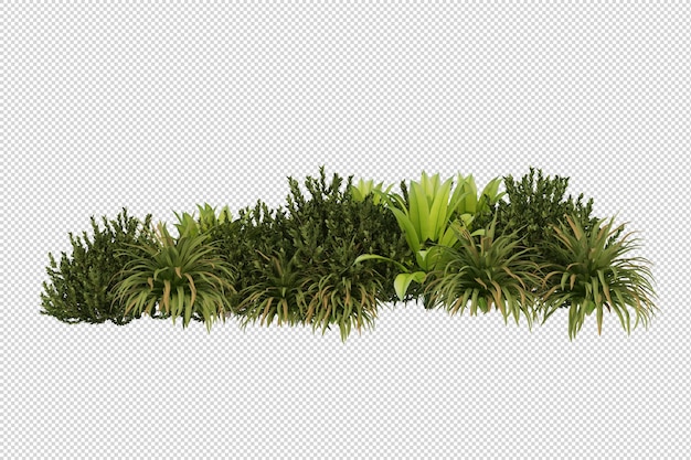 PSD pianta fresca isolata nel rendering 3d