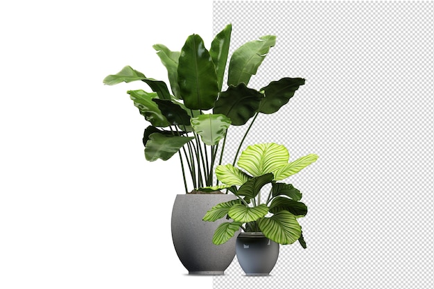 木製のバスケットに孤立した新鮮な植物