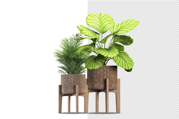 木製のバスケットに孤立した新鮮な植物