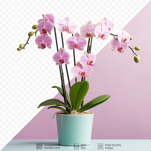 PSD isolated garden pot orchid on transparent background