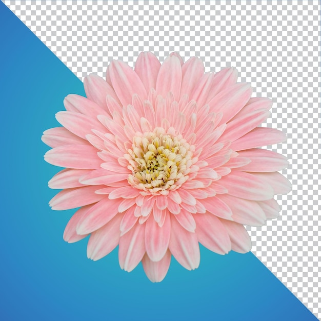 孤立したガーベラの花PSD