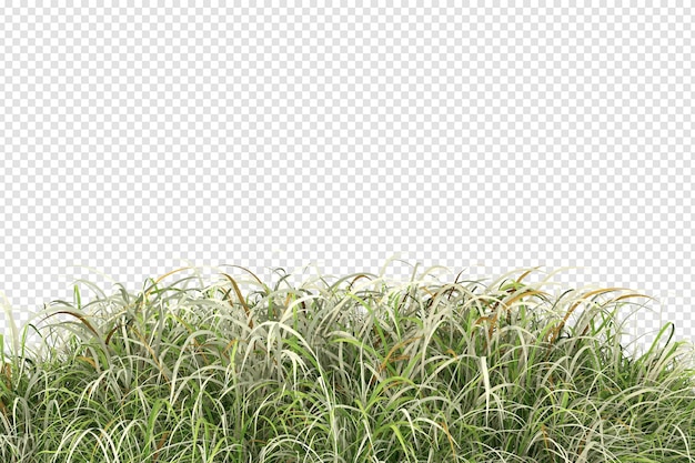 PSD isolated grass in 3d rendering