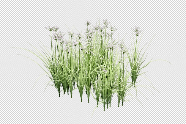 Isolated grass in 3d rendering