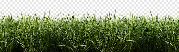 PSD isolated green grass on a transparent background. 3d rendering illustration.