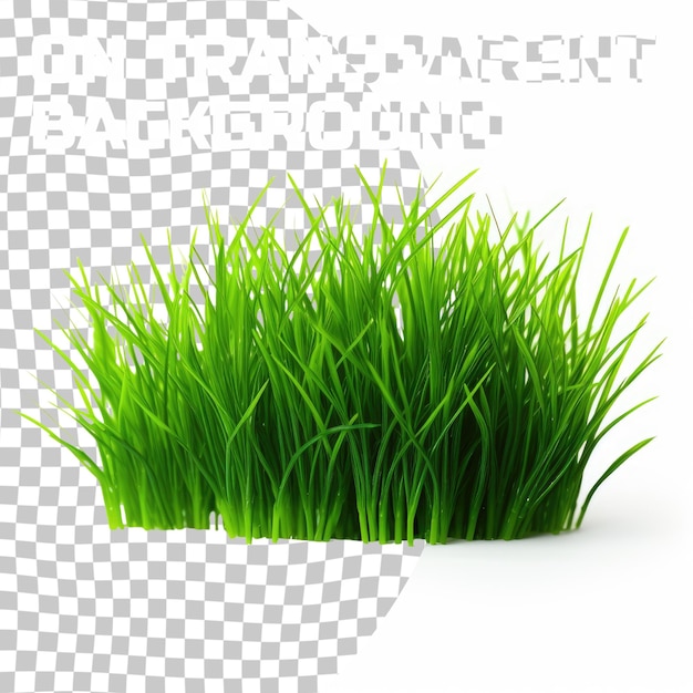 PSD isolated green grass with clipping paths on transparent background
