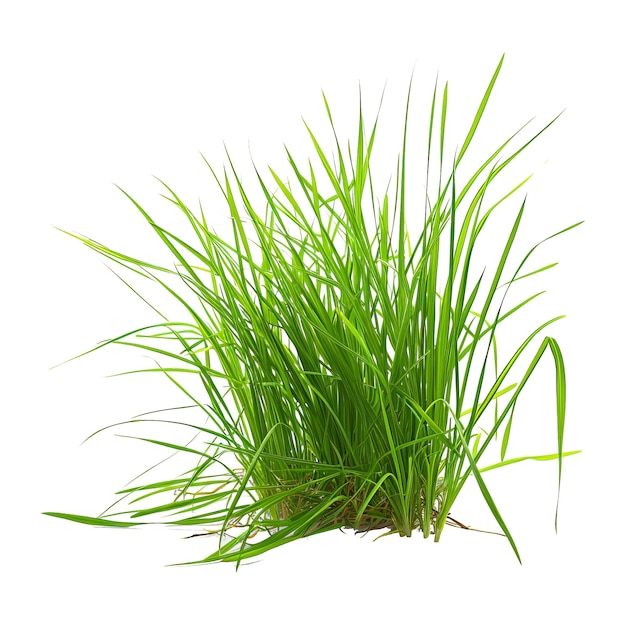 Isolated green grass