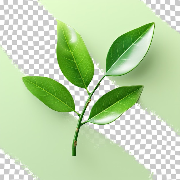 PSD Изолированный зеленый лист лимона с прозрачным фоном и путём обрезки