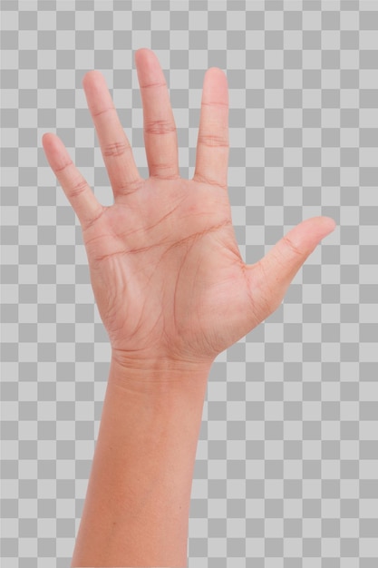 PSD isolated hand showing five fingers