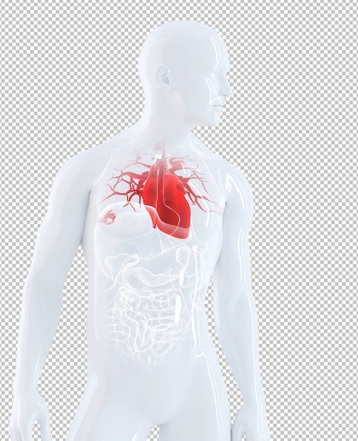 Organi umani isolati concentrati sul cuore