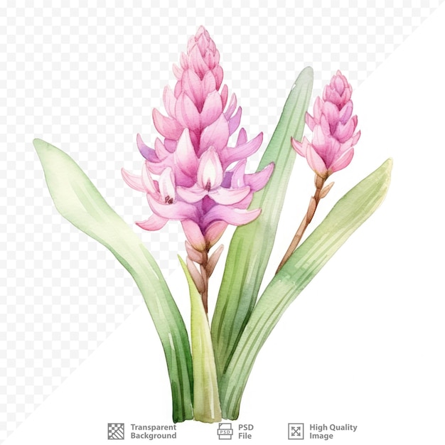 PSD 透明な背景に隔離されたヒヤシンス花の絵 春のインクの植物学的イラスト