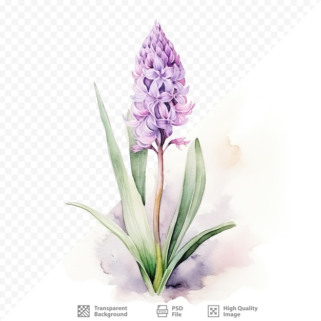 PSD 투명 한 배경 에 고립 된 히아신트 꽃 의 그림 봄 의 잉크 식물학적 일러스트레이션