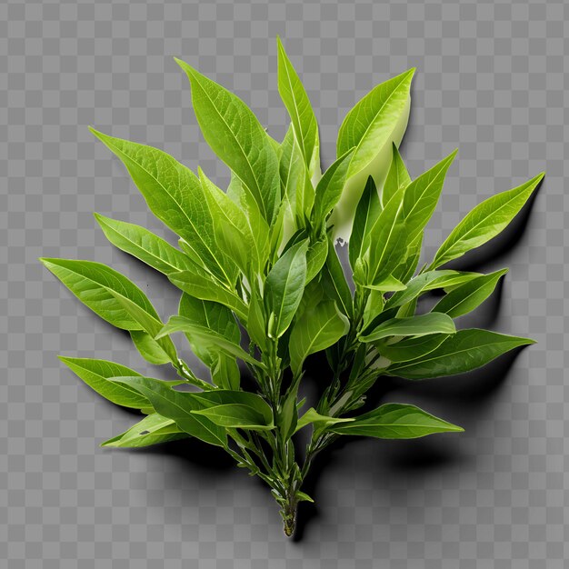 Immagine isolata di una foglia di tè cerimoniale che simboleggia la tranquillità ph png psd decoration leaf transparent