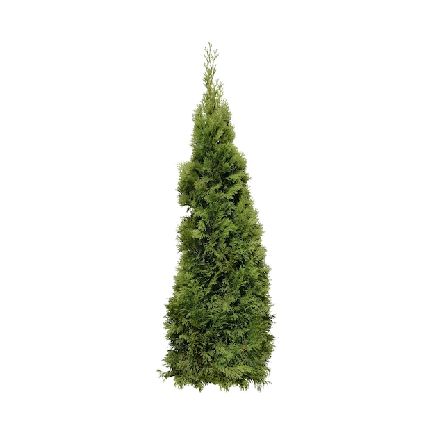 An isolated image of a tall green cedar tree
