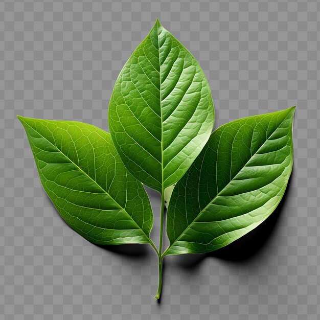 PSD isolated of jasmine leaf known for its intoxicating fragranc ph png psd decoration leaf transparent