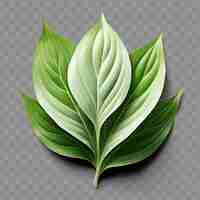 PSD isolated of jasmine leaf known for its intoxicating fragranc ph png psd decoration leaf transparent