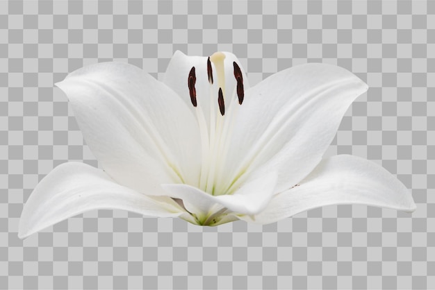 Isolated lily flower