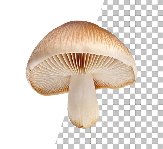 Isolated Mushroom vegitable photo with transparent background