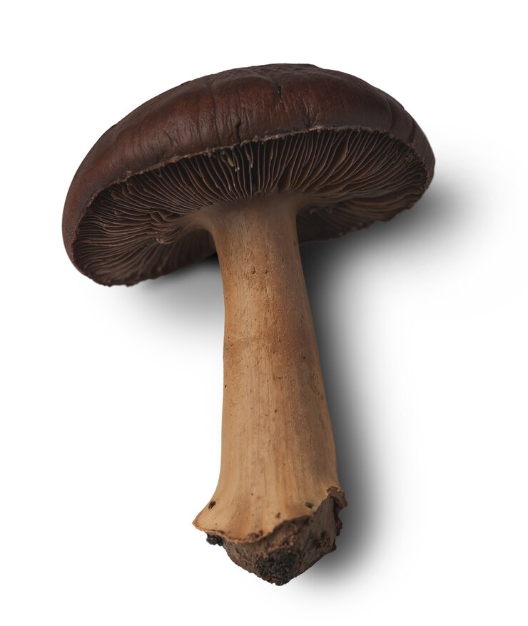 PSD isolated mushroom