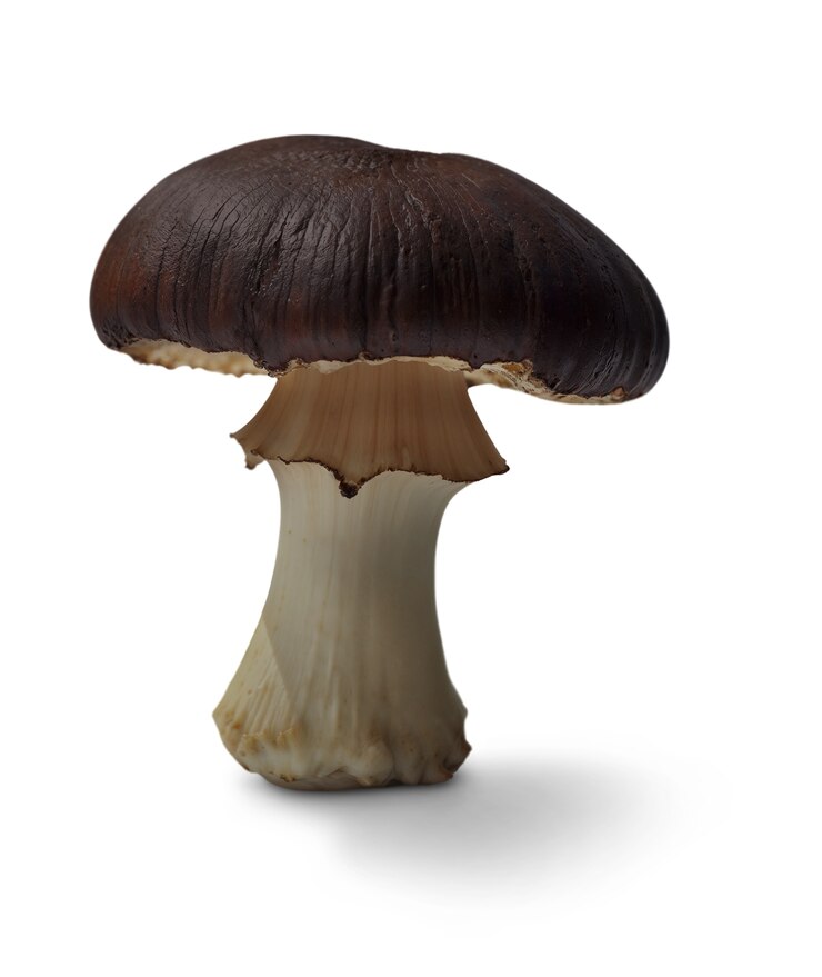 PSD isolated mushroom