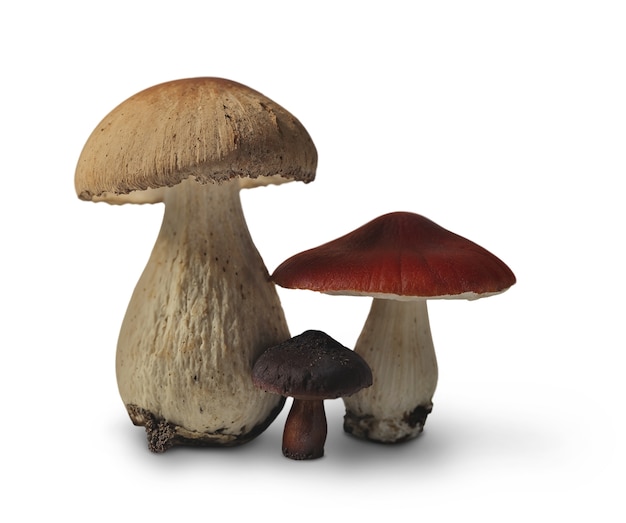 isolated mushroom