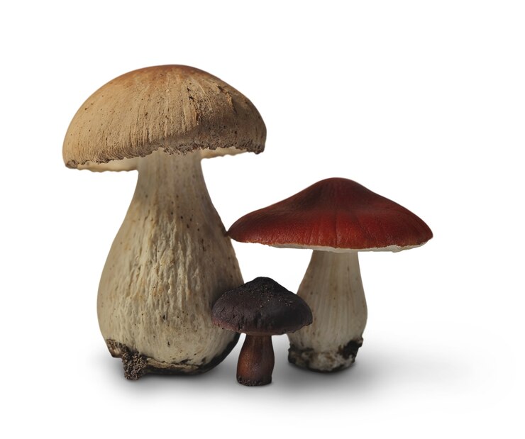 PSD isolated mushroom