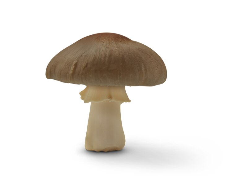 PSD isolated mushroom